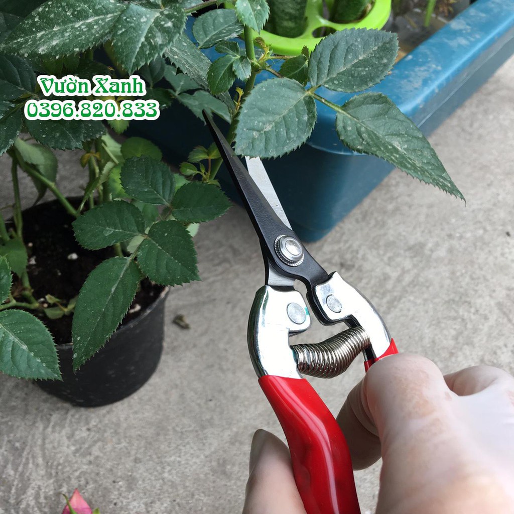 ( HOT HOT ) Kéo tỉa cành dăm, cành hoa, cành nhỏ