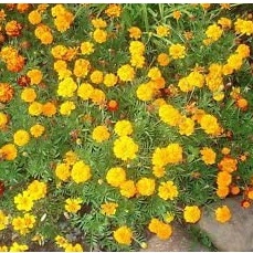 HẠT GIỐNG HOA CÚC VẠN THỌ AFRICAN MARIGOLD CRACKERJACK MIX Tagetes Hạt giống hoa Erecta
