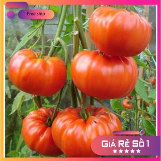 Hạt giống Cà chua khổng lồ 1kg (20 hạt)