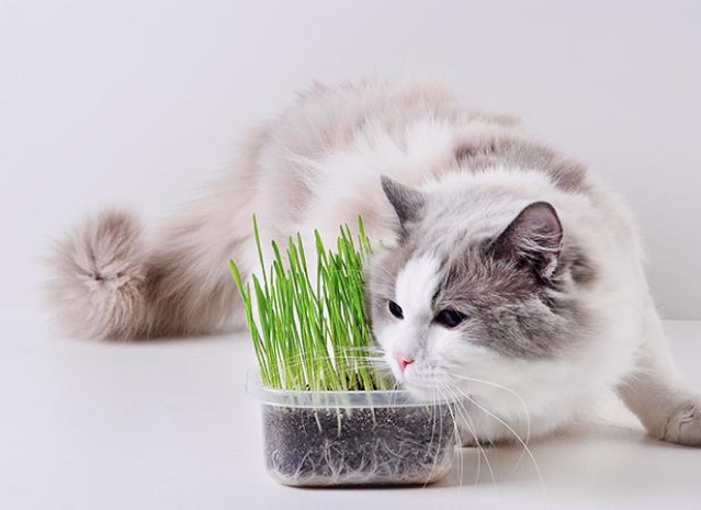 Trồng cỏ cho mèo cỏ lúa mì bộ kit dễ trồng tiêu hoá thải búi lông, sạch răng Con Mèo Xiêm