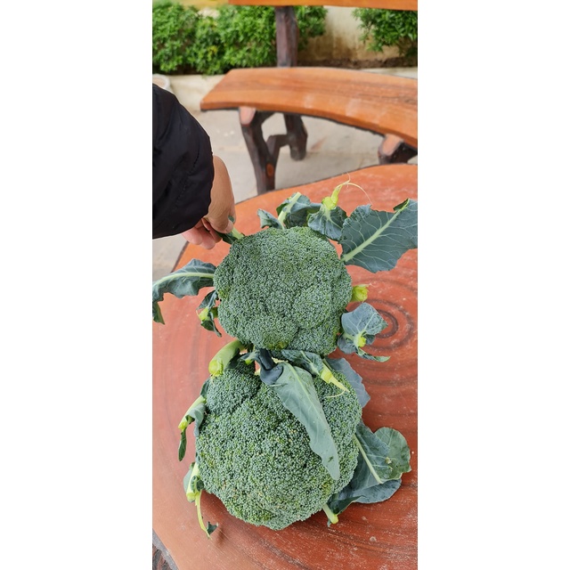 Hạt giống Súp Lơ Xanh Green Royal  - 2500 hạt