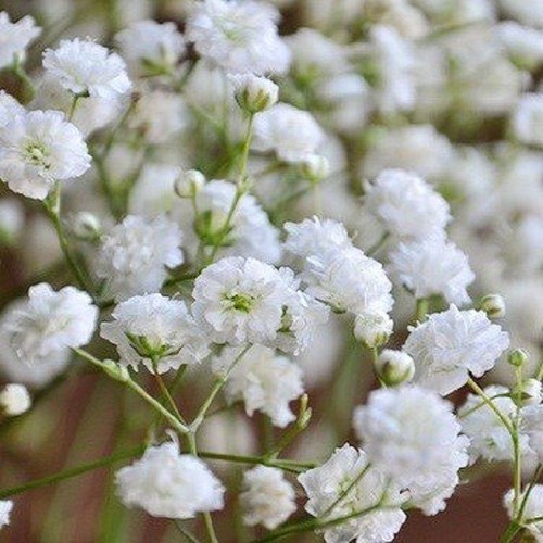 Hạt giống hoa baby trắng hồng mix màu - 100 hạt