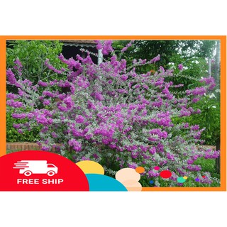 Cây Tuyết Sơn Phi Hồng [Hot] được ưa chuộng và trồng nhiều ở quán cà phê, ban công, hoặc trồng dưới đất làm hàng rào
