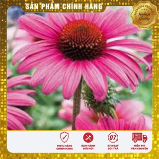 Hạt Giống Cúc Đà Lạt 50 hạt