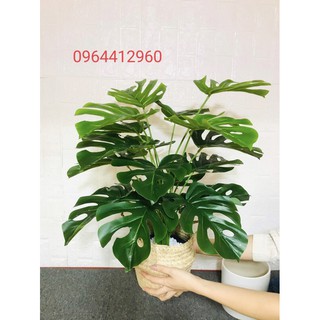 Cây lá rùa giả trang trí cao cấp cao 70cm 18 nhánh lá,lá to 20cm