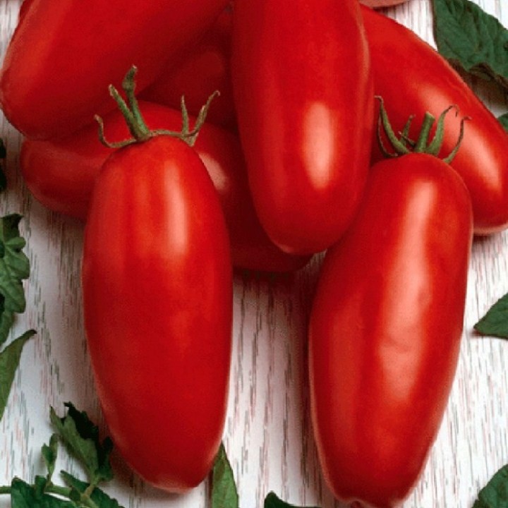 Gói 30 hạt giống cà chua chuối nảy mầm 100%