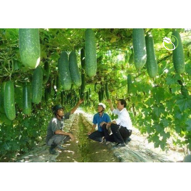 Hạt Giống Bí Đao F1 WG-9 Phú Nông - Gói 0.2g - Wax Gourd