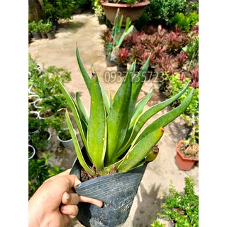CÂY DỨA NAM MỸ