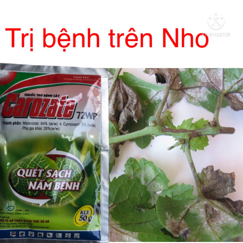 Chế phẩm đặc trị bệnh Sương mai dưa bầu bí, cà chua Quét sạch nấm bệnh Carozate 720WP 50g