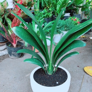 Chậu Lan Quân Tử