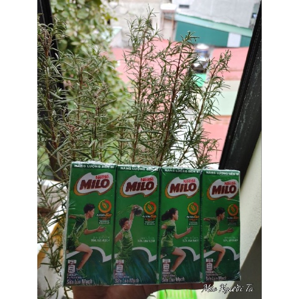 Lốc 4 hộp sữa Milo có đường 180ml hạn 11.2022