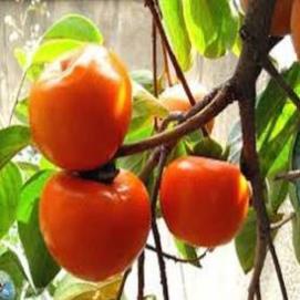 Cây Giống Hồng Nhân Hậu Quả Đỏ