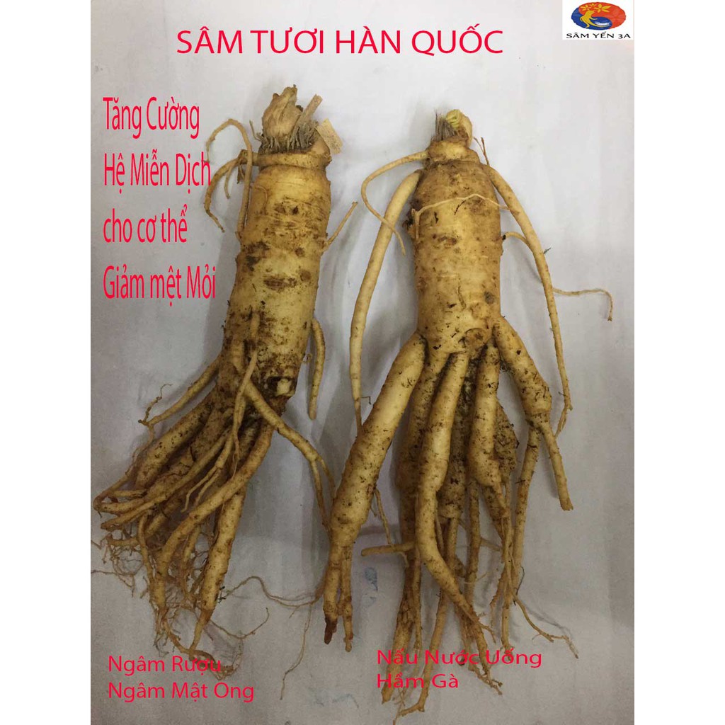 2 Củ Lớn Nhân Sâm Tươi Hàn Quốc , PP Sâm Yến 3A
