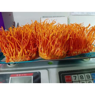25g đông trùng hạ thảo khô loại 1