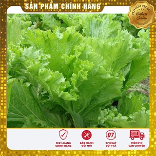 Hạt Giống Cải Bẹ Mào Gà(20 gr)