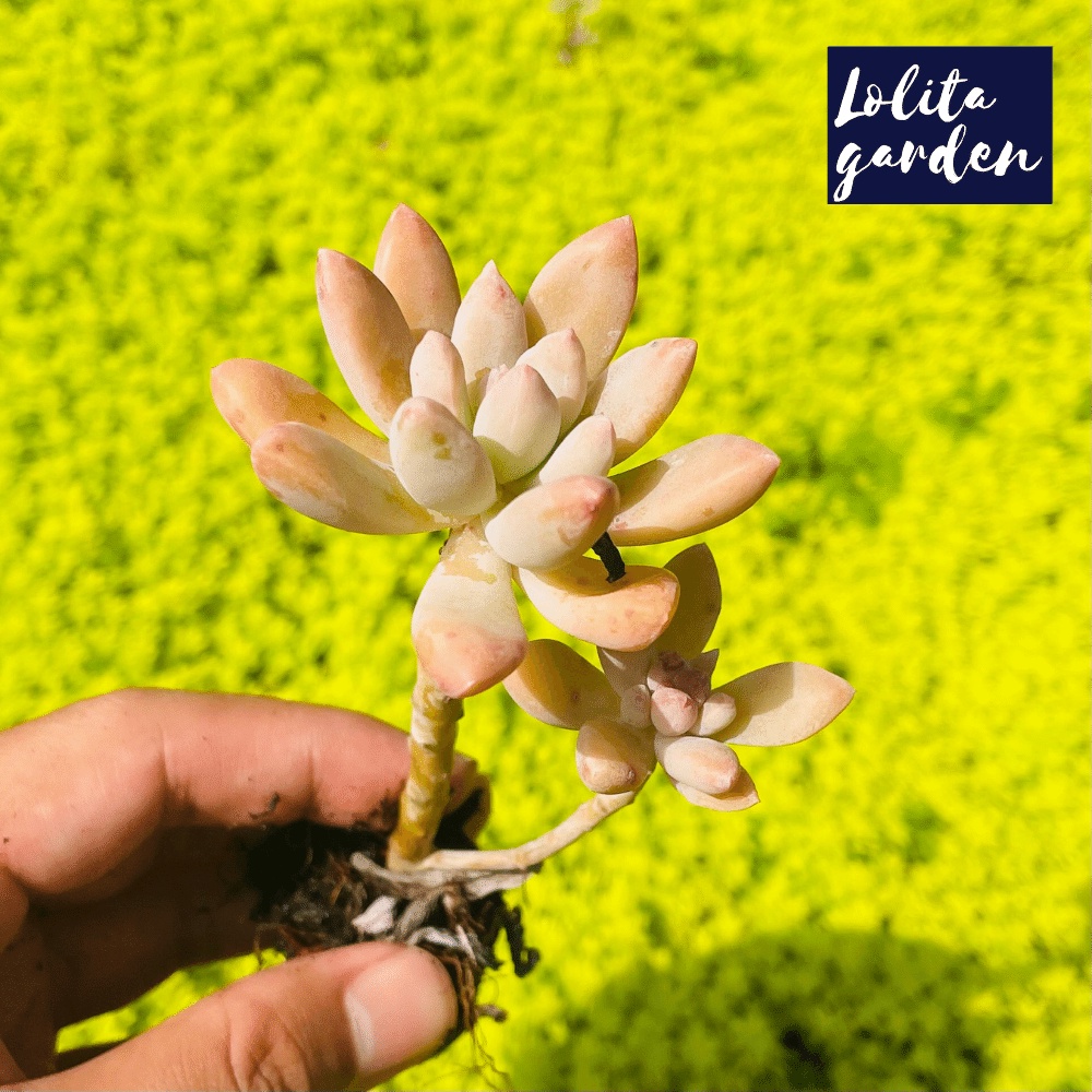 Sen đá pha lê cổ thụ Đà Lạt size mini cây cảnh trang trí nhà cửa Lolita garden