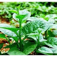  [Seeds] Hạt giống Rau Mồng tơi lá lớn, đóng gói 20gr