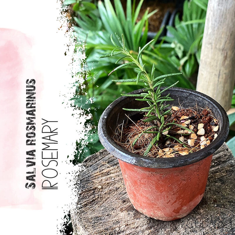 Cây giống Salvia rosmarinus Rosemary (Hương Thảo, Mê Điệt Hương) chậu nhựa 8cm