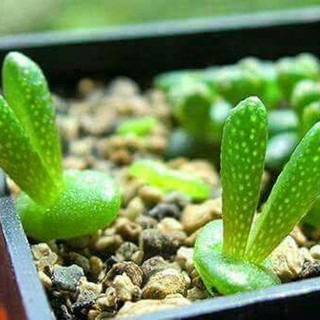 HẠT GIỐNG CÂY TAI THỎ