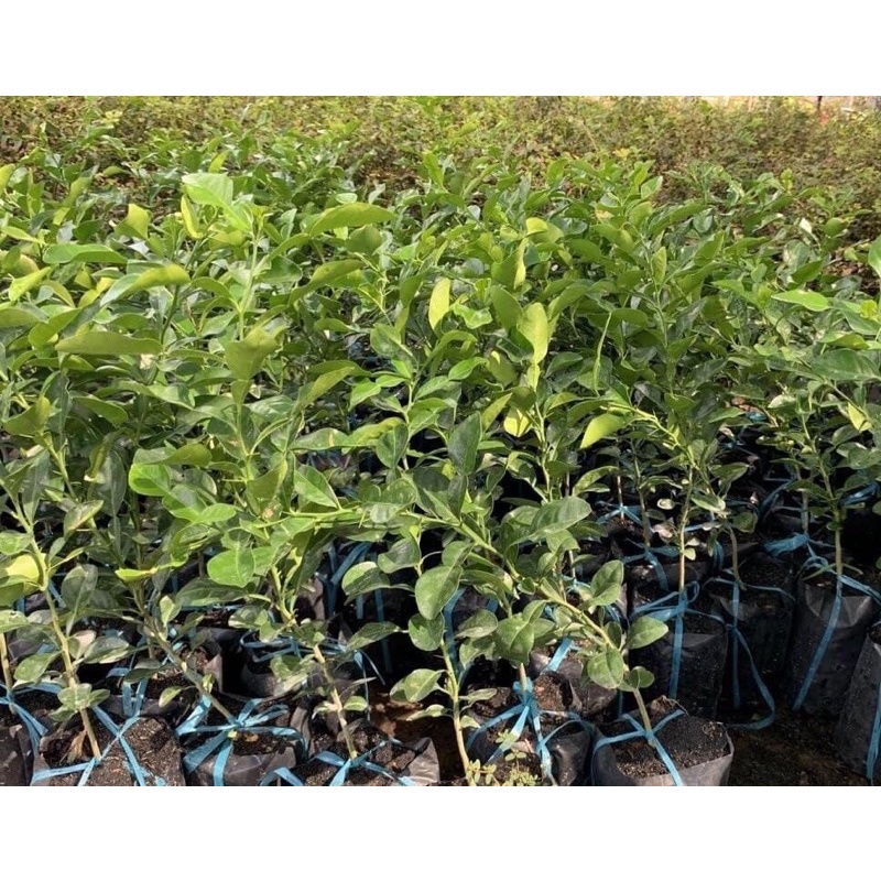 Cây giống chanh chúc, chanh thái cây ươm từ hạt