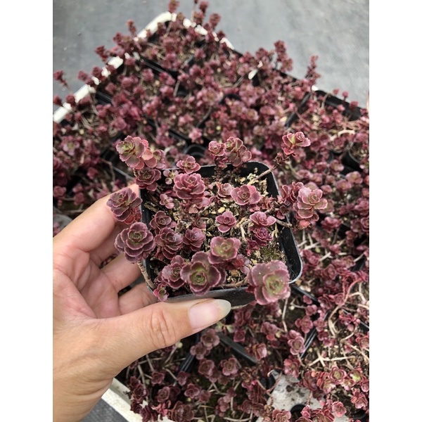 Sen đá Huyết Rồng (7cm)