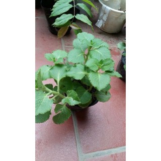 Bầu cây húng chanh giống