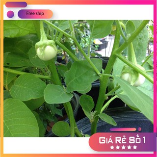 Hạt giống cà pháo xanh cao sản -2gr LUCKY.VN
