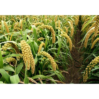 Hạt kê nếp 0.5kg hoặc 1kg