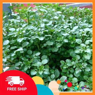 400 hạt giống rau cải xoong ( xà lách xoong) LUCKYVN