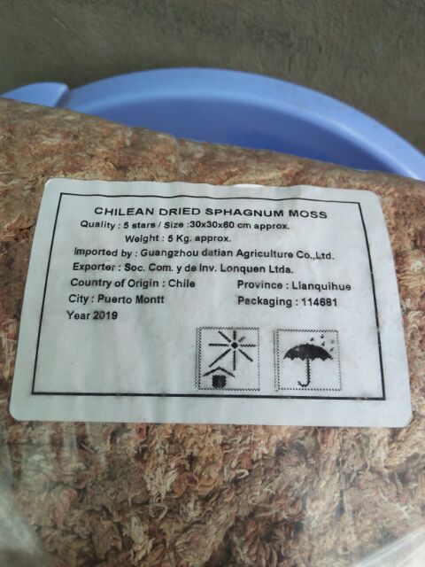 Rêu Con Sâu, Nhập Khẩu Chile, dùng giữ ẩm hoa lan