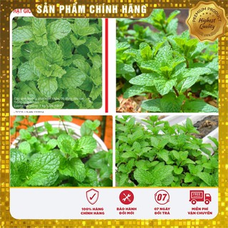 Hạt Giống Húng Bạc Hà [Bán Sỉ]