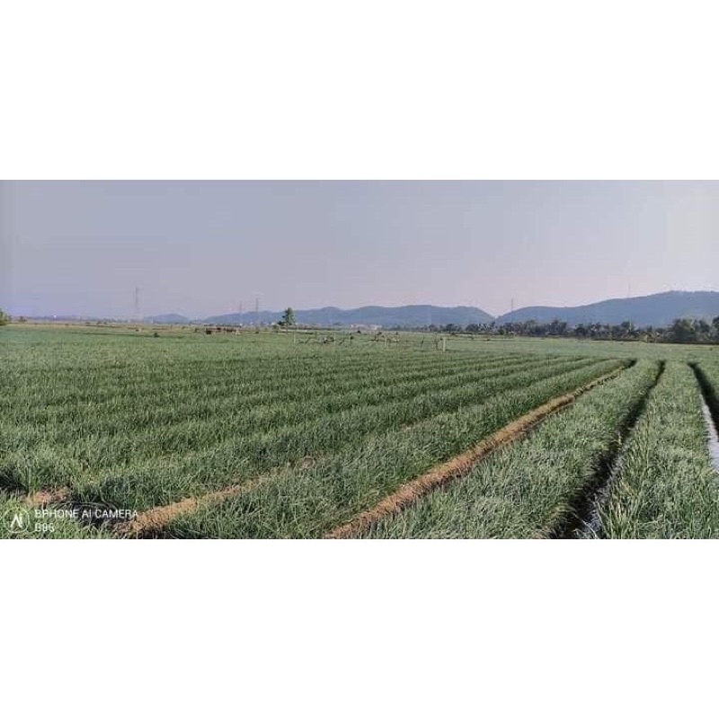 Hành ta khô Kinh Môn Hải Dương 1kg | BigBuy360 - bigbuy360.vn