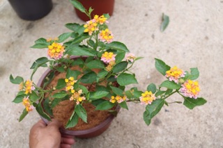 Cây hoa Ngũ Sắc