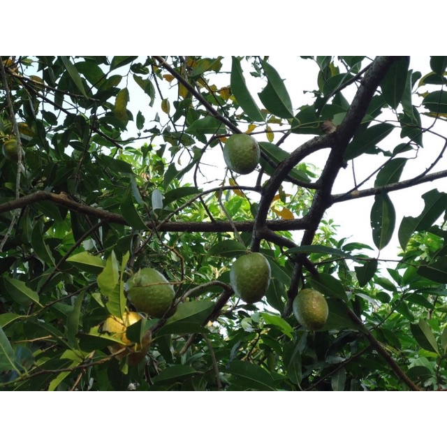 Trái bình bát khô, Quả bình bát khô,bình bát khô thái lát đóng bich 1kg