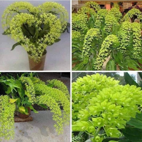 COMBO 3 CÂY GIỐNG VŨ NỮ HOÀNG HẬU, SIÊU ĐẸPCOMBO 3 CÂY GIỐNG VŨ NỮ HOÀNG HẬU, SIÊU ĐẸP