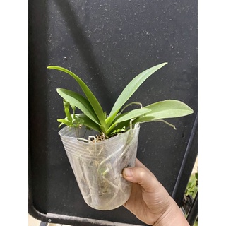 lan hồ điệp màu blue