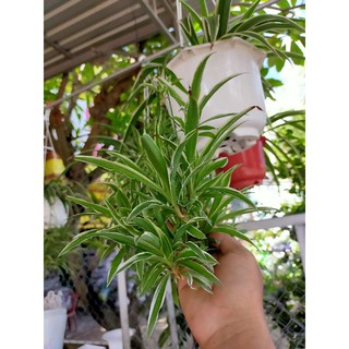 Dây Nhện Cây Con