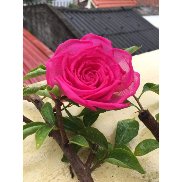 Hoa cài áo handmade cao cấp