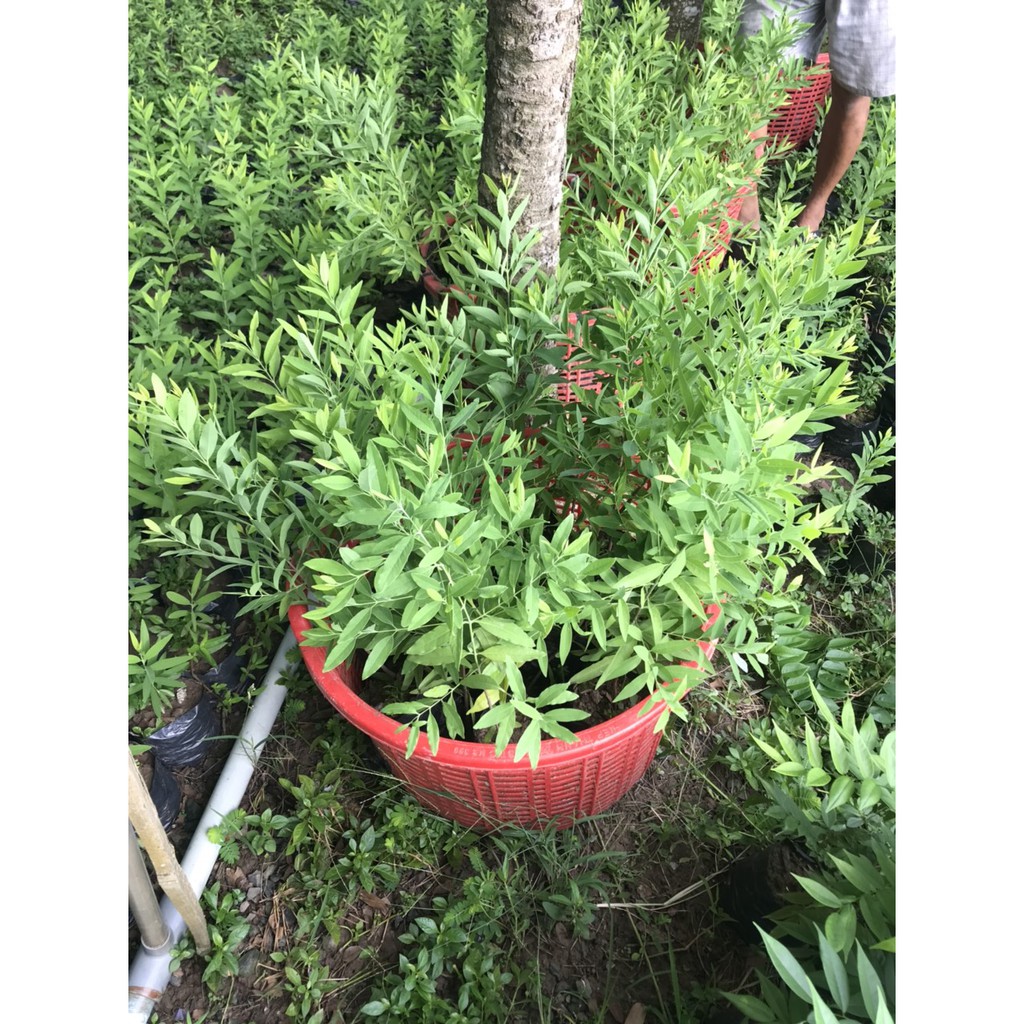 Cây Giống Gỗ Đàn Hương Trắng Ấn Độ