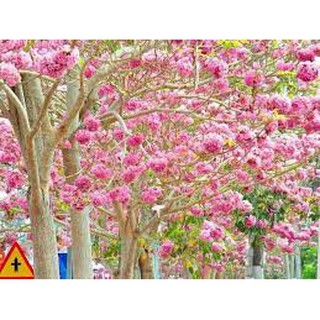 CÂY GIỐNG KÈN HỒNG