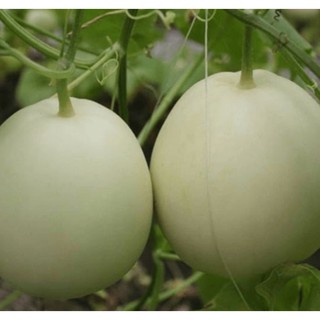 Hạt giống Dưa lê tây