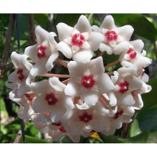 LAN CẦM CÙ ĐỦ MẶT HOA, CÂY TƯƠI ĐẸP GỬI ĐI NGUYÊN BẦU ĐẸP