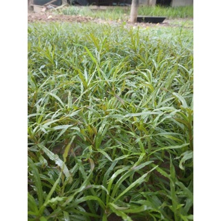 Cây thủy sinh dừa xanh