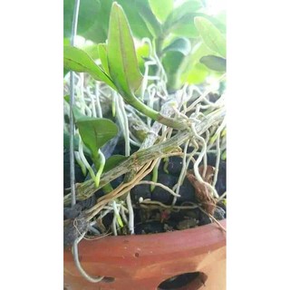[HOT] THUỐC KÍCH THÍCH RA RỄ CỰC MẠNH MAP 100gr
