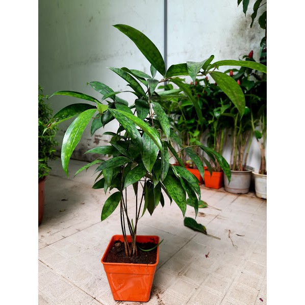 Cây Trúc Nhật