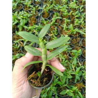 châu như lai trầm rồng đỏ
