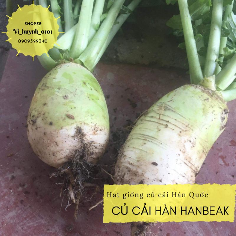 Combo hạt giống củ cải Hàn Quốc khổng lồ Hanbeak giống nhập Mỹ ăn giòn ngọt, củ to và siêu dễ trồng