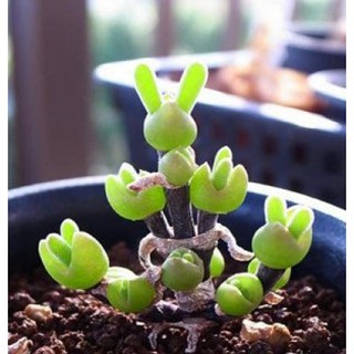 Hạt Giống Cây Tai Thỏ - 20 hạt
