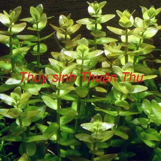 Cây lệ nhi (lá nước)_vảy ốc móng tay_cây thủy sinh cắt cắmdễ trồng trang trí bể thủy sinh