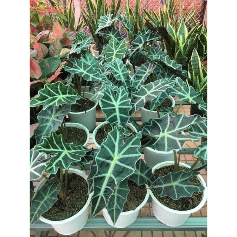 Cây môn quan âm - Alocasia Polly